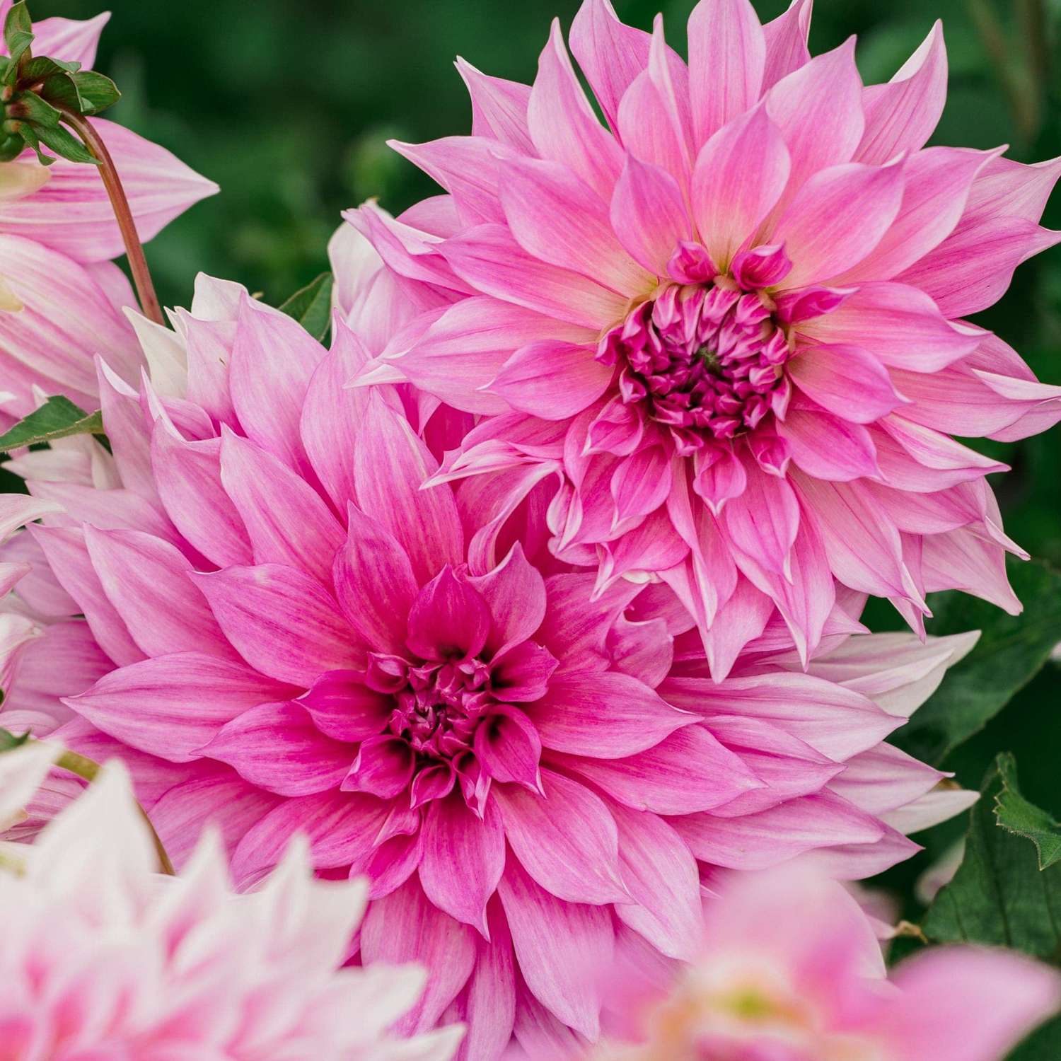 Dahlia 'Café au Lait Rosé'